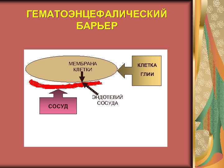 ГЕМАТОЭНЦЕФАЛИЧЕСКИЙ БАРЬЕР МЕМБРАНА КЛЕТКИ СОСУД ЭНДОТЕЛИЙ СОСУДА КЛЕТКА ГЛИИ 