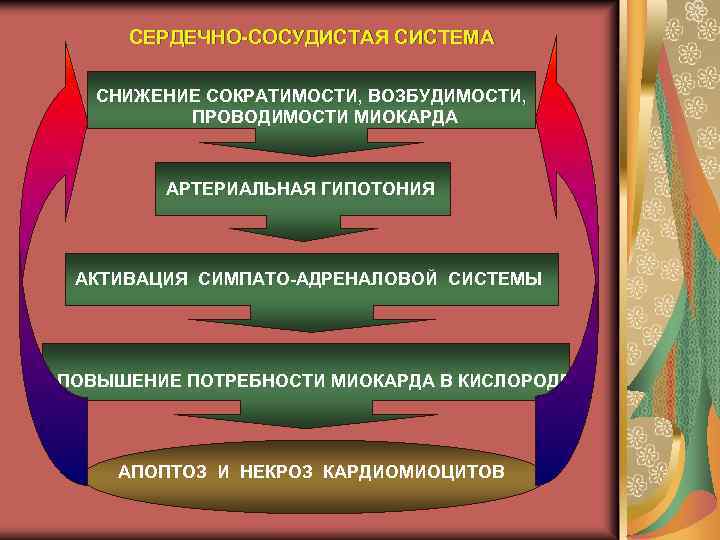 СЕРДЕЧНО-СОСУДИСТАЯ СИСТЕМА СНИЖЕНИЕ СОКРАТИМОСТИ, ВОЗБУДИМОСТИ, ПРОВОДИМОСТИ МИОКАРДА АРТЕРИАЛЬНАЯ ГИПОТОНИЯ АКТИВАЦИЯ СИМПАТО-АДРЕНАЛОВОЙ СИСТЕМЫ ПОВЫШЕНИЕ ПОТРЕБНОСТИ