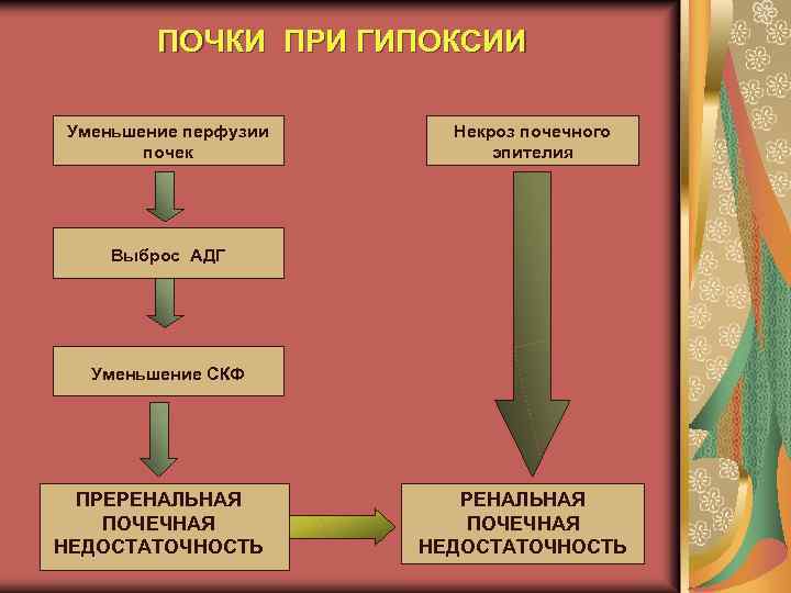 ПОЧКИ ПРИ ГИПОКСИИ Уменьшение перфузии почек Некроз почечного эпителия Выброс АДГ Уменьшение СКФ ПРЕРЕНАЛЬНАЯ