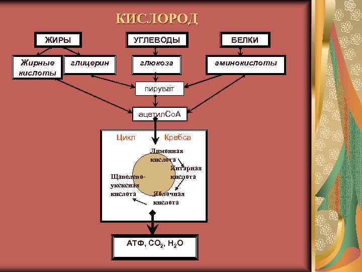 КИСЛОРОД ЖИРЫ Жирные кислоты УГЛЕВОДЫ БЕЛКИ глюкоза аминокислоты глицерин пируват ацетил. Со. А Цикл