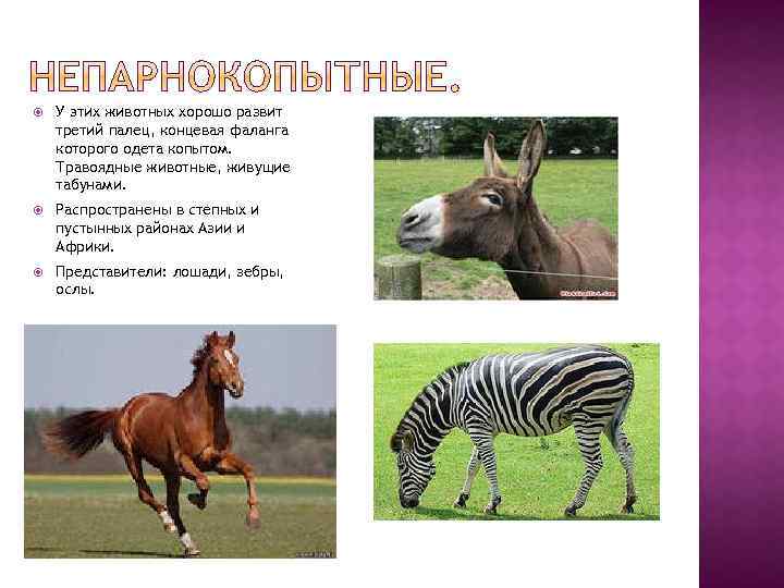  У этих животных хорошо развит третий палец, концевая фаланга которого одета копытом. Травоядные