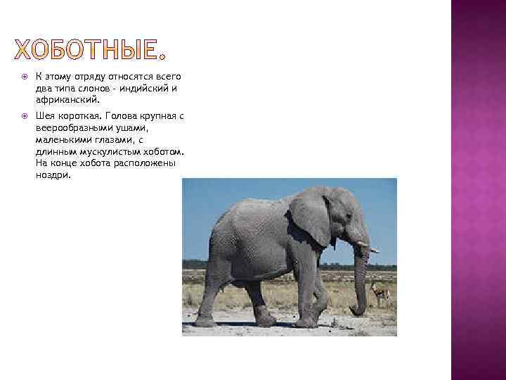  К этому отряду относятся всего два типа слонов - индийский и африканский. Шея