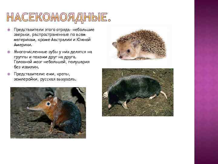  Представители этого отряда- небольшие зверьки, распространенные по всем материкам, кроме Австралии и Южной