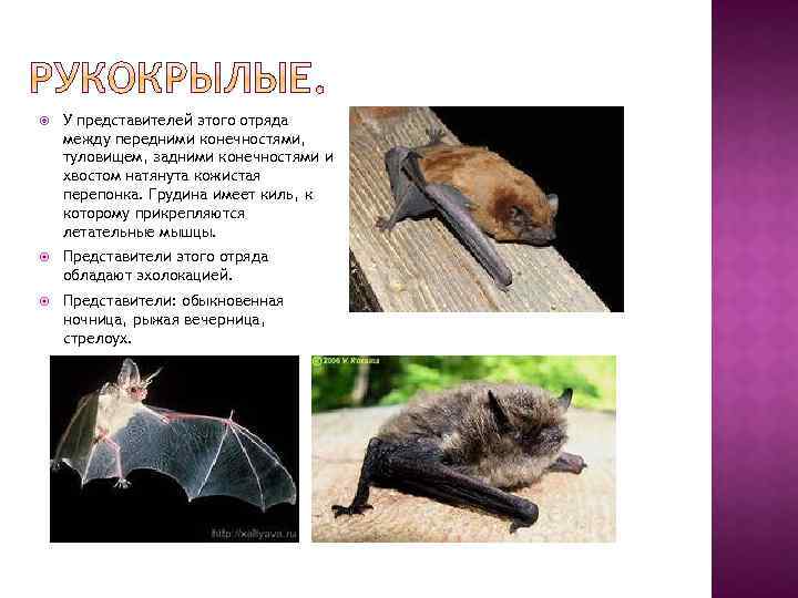  У представителей этого отряда между передними конечностями, туловищем, задними конечностями и хвостом натянута