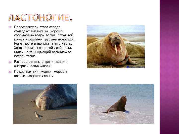  Представители этого отряда обладают вытянутым, хорошо обтекаемым водой телом, с толстой кожей и