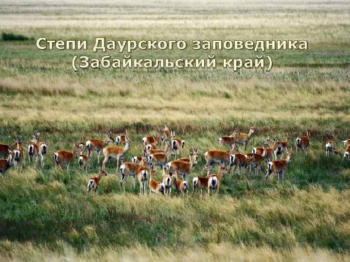 Степи Даурского заповедника (Забайкальский край) 