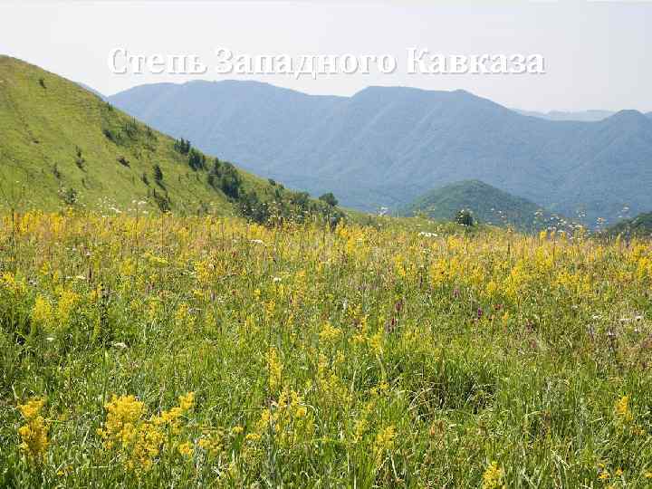 Степь Западного Кавказа 