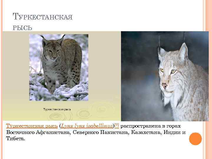 ТУРКЕСТАНСКАЯ РЫСЬ Туркестанская рысь (Lynx lynx isabellinus)[7] распространена в горах Восточного Афганистана, Северного Пакистана,