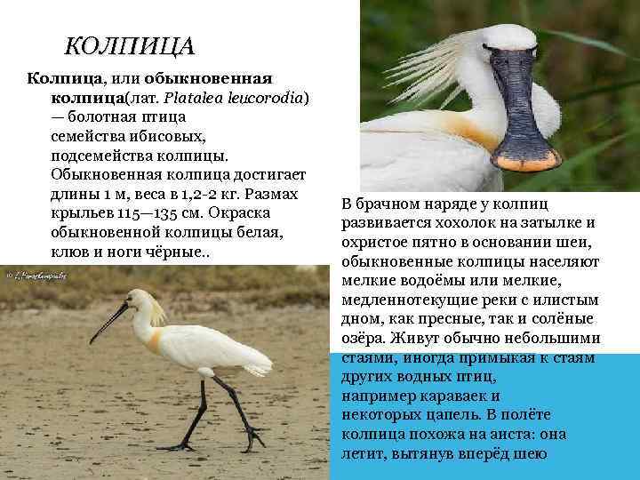 КОЛПИЦА Колпица, или обыкновенная колпица(лат. Platalea leucorodia) — болотная птица семейства ибисовых, подсемейства колпицы.