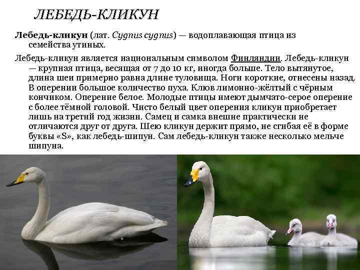 ЛЕБЕДЬ-КЛИКУН Лебедь-кликун (лат. Cygnus cygnus) — водоплавающая птица из семейства утиных. Лебедь-кликун является национальным