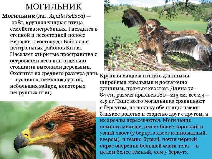 МОГИЛЬНИК Могильник (лат. Aquila heliaca) — орёл, крупная хищная птица семейства ястребиных. Гнездится в