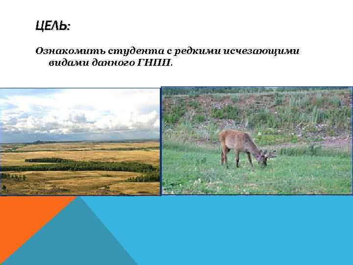 ЦЕЛЬ: Ознакомить студента с редкими исчезающими видами данного ГНПП. 