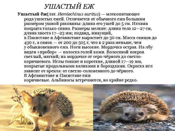 УШАСТЫЙ ЕЖ Ушастый ёж(лат. Hemiechinus auritus) — млекопитающее рода ушастых ежей. Отличается от обычного