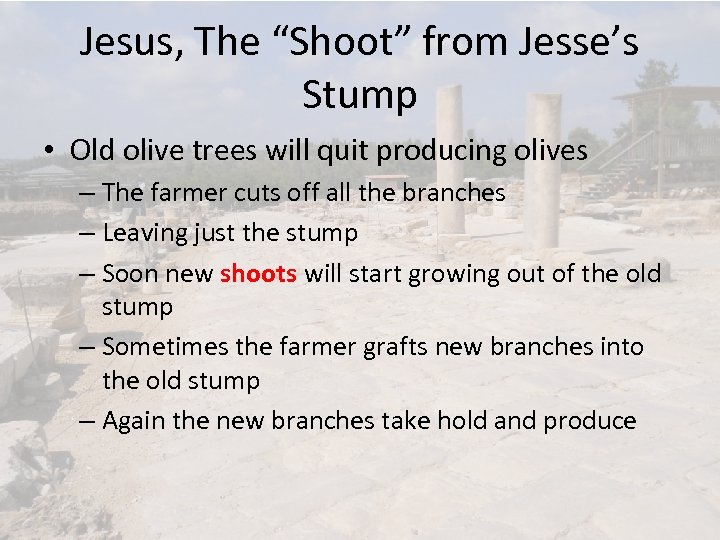 Jesus, The “Shoot” from Jesse’s Stump • Old olive trees will quit producing olives