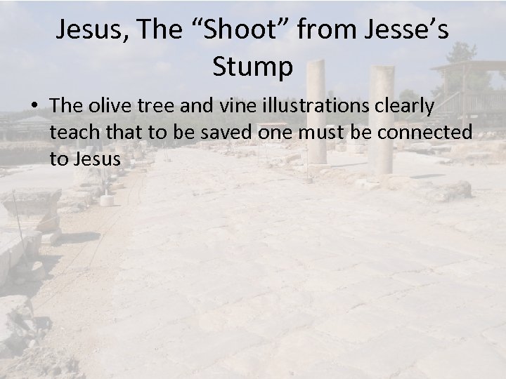 Jesus, The “Shoot” from Jesse’s Stump • The olive tree and vine illustrations clearly