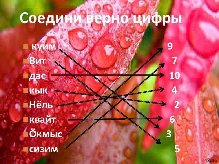 Соедини верно цифры куим Вит дас кык Нёль квайт Öкмыс сизим 9 7 10