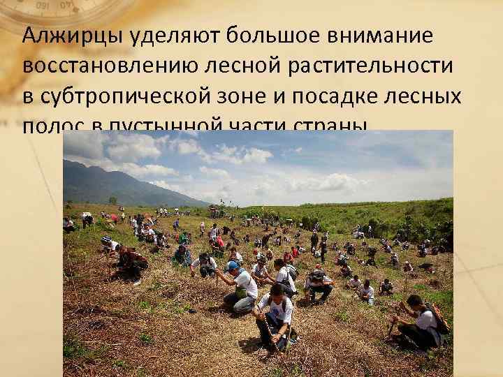 Алжирцы уделяют большое внимание восстановлению лесной растительности в субтропической зоне и посадке лесных полос