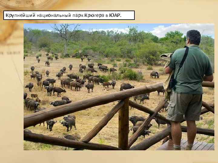 Крупнейший национальный парк Крюгера в ЮАР. 