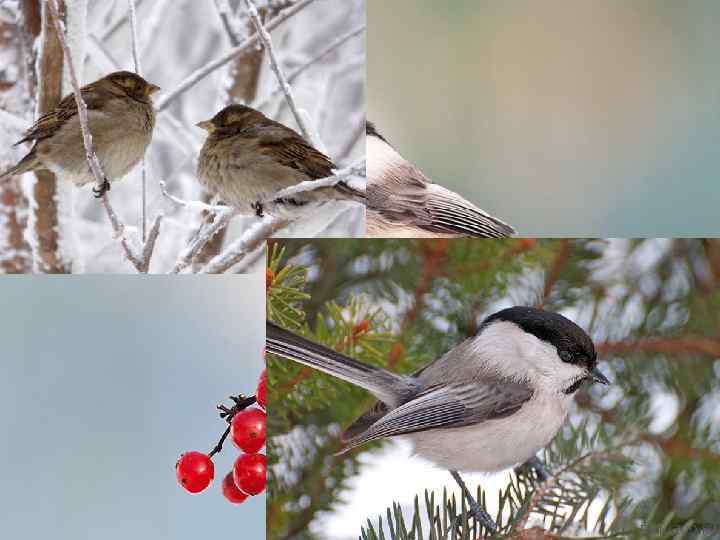 Птицы мордовии фото с названиями зимующие
