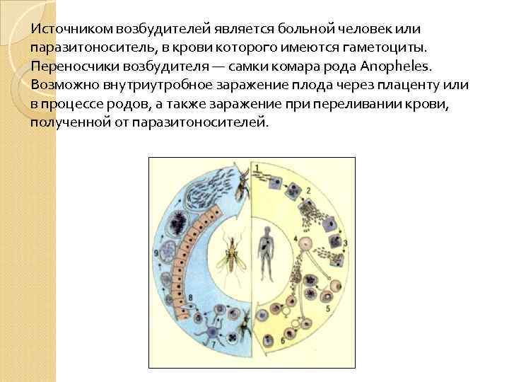 Источником возбудителей является больной человек или паразитоноситель, в крови которого имеются гаметоциты. Переносчики возбудителя