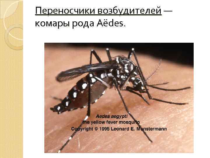 Переносчики возбудителей — комары рода Aёdes. 