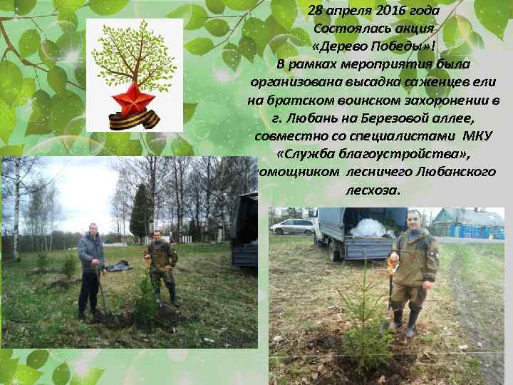 28 апреля 2016 года Состоялась акция «Дерево Победы» ! В рамках мероприятия была организована