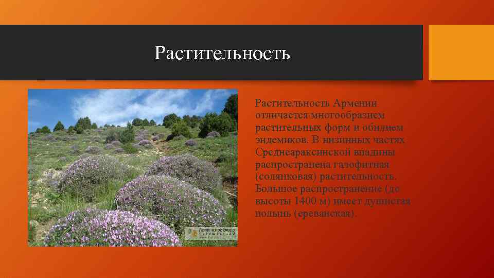 Растительность Армении отличается многообразием растительных форм и обилием эндемиков. В низинных частях Среднеараксинской впадины