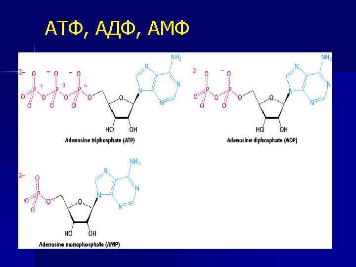 Атф и адф. АТФ АДФ амф. АДФ формула структурная. Строение амф. Аденозиндифосфат формула.