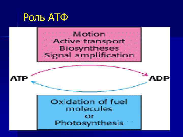 Роль АТФ 