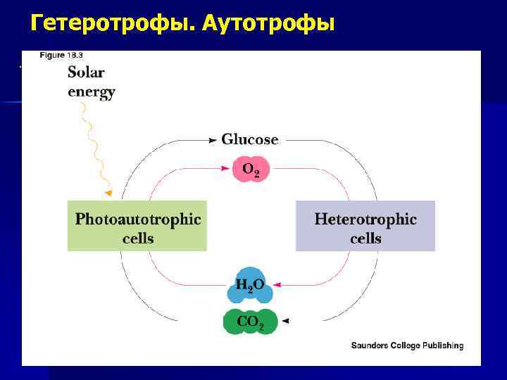 Гетеротрофы. Аутотрофы. 