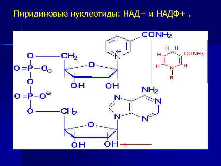 Пиридиновые нуклеотиды: НАД+ и НАДФ+. 