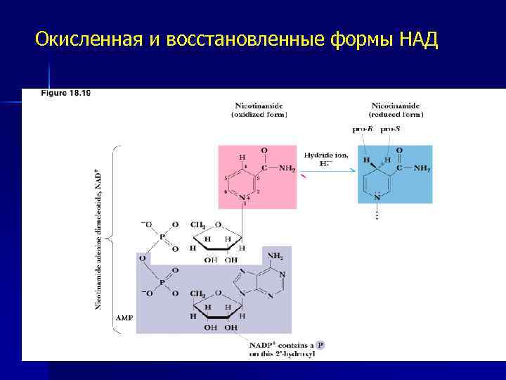 Окисленная и восстановленные формы НАД 