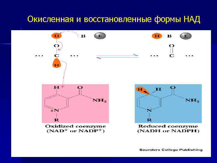 Окисленная и восстановленные формы НАД 