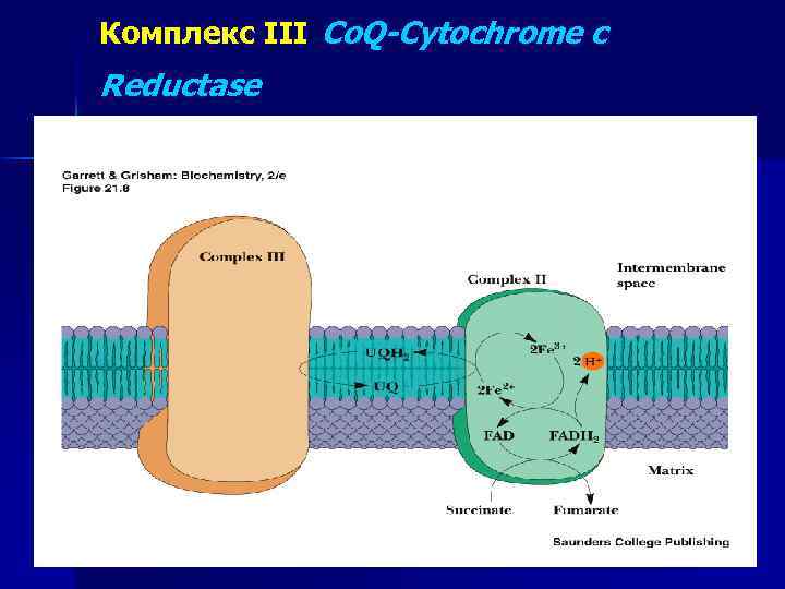 Комплекс III Co. Q-Cytochrome c Reductase 