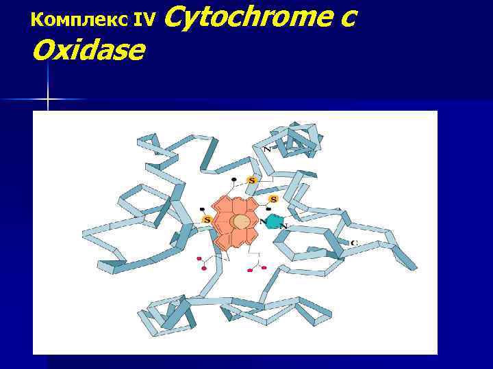 Комплекс IV Cytochrome Oxidase c 