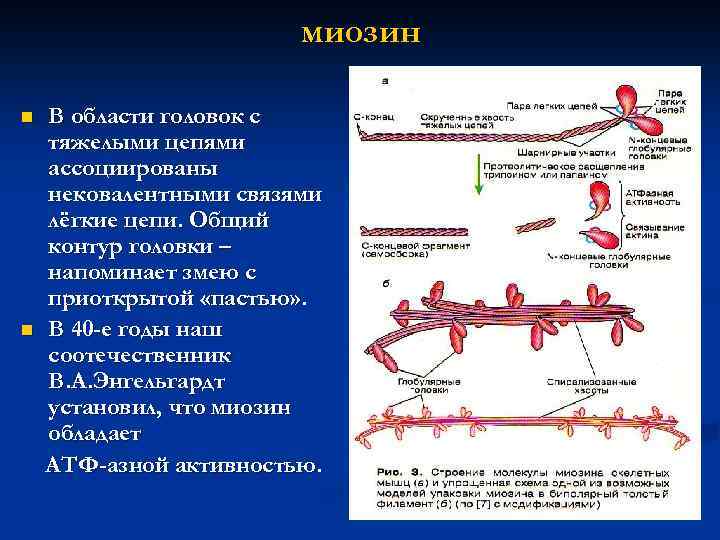 миозин n n В области головок с тяжелыми цепями ассоциированы нековалентными связями лёгкие цепи.