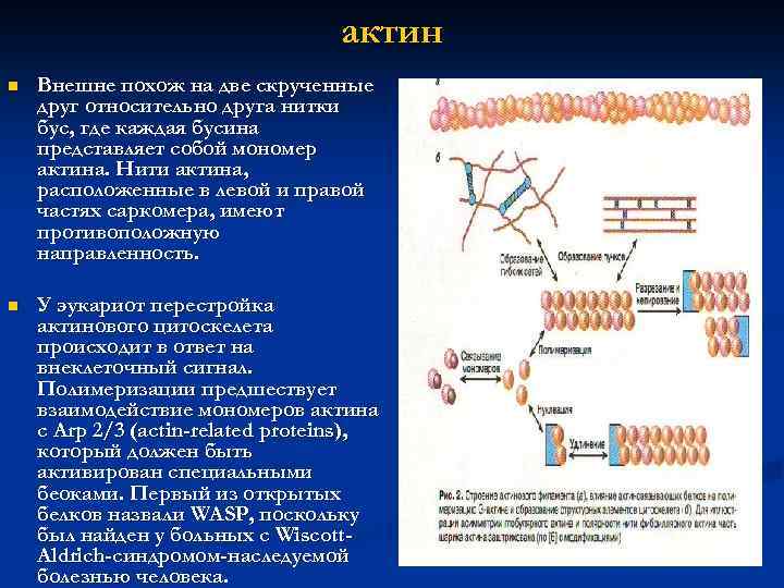 актин n Внешне похож на две скрученные друг относительно друга нитки бус, где каждая