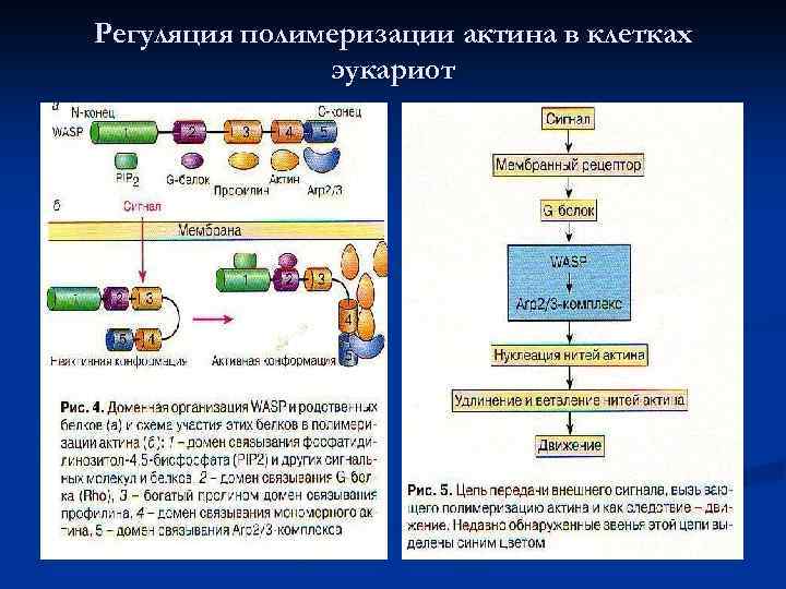 Регуляция полимеризации актина в клетках эукариот 