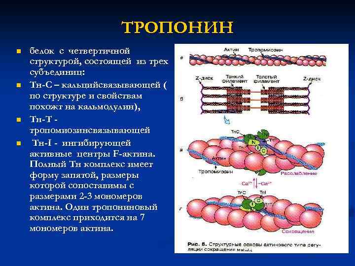 ТРОПОНИН n n белок с четвертичной структурой, состоящей из трех субъединиц: Тн-С – кальцийсвязывающей