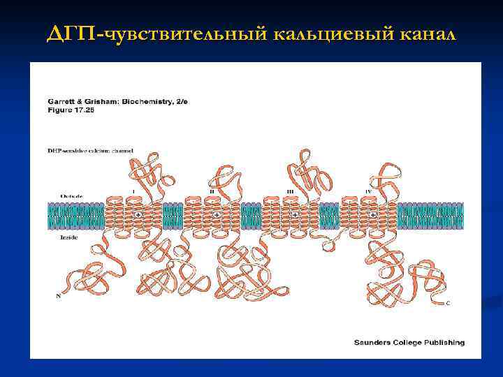 ДГП-чувствительный кальциевый канал 