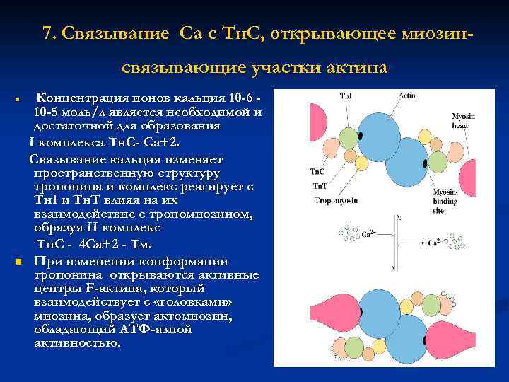 7. Связывание Са с Тн. С, открывающее миозинсвязывающие участки актина n n Концентрация ионов