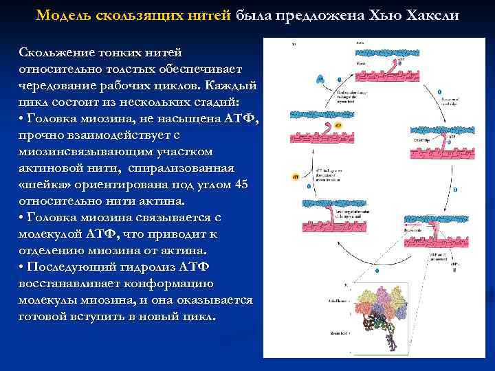 Модель скользящих нитей была предложена Хью Хаксли Скольжение тонких нитей относительно толстых обеспечивает чередование