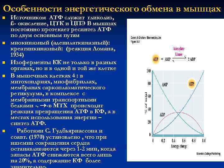 Особенности энергетического обмена в мышцах n n n Источником АТФ служит гликолиз, ß- окисление,