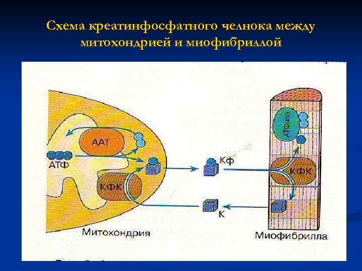 Схема креатинфосфатного челнока между митохондрией и миофибриллой 