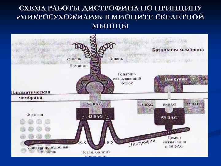 СХЕМА РАБОТЫ ДИСТРОФИНА ПО ПРИНЦИПУ «МИКРОСУХОЖИЛИЯ» В МИОЦИТЕ СКЕЛЕТНОЙ МЫШЦЫ 