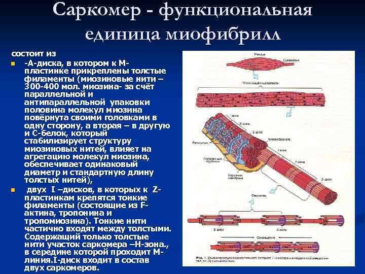 Саркомер - функциональная единица миофибрилл состоит из n -А-диска, в котором к Мпластинке прикреплены