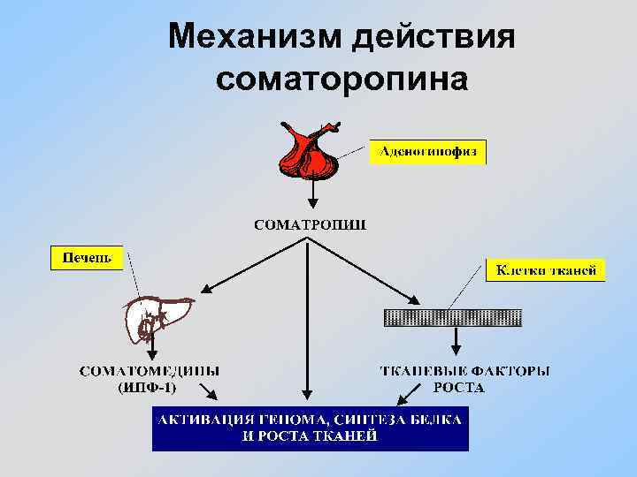 Механизм действия соматоропина 