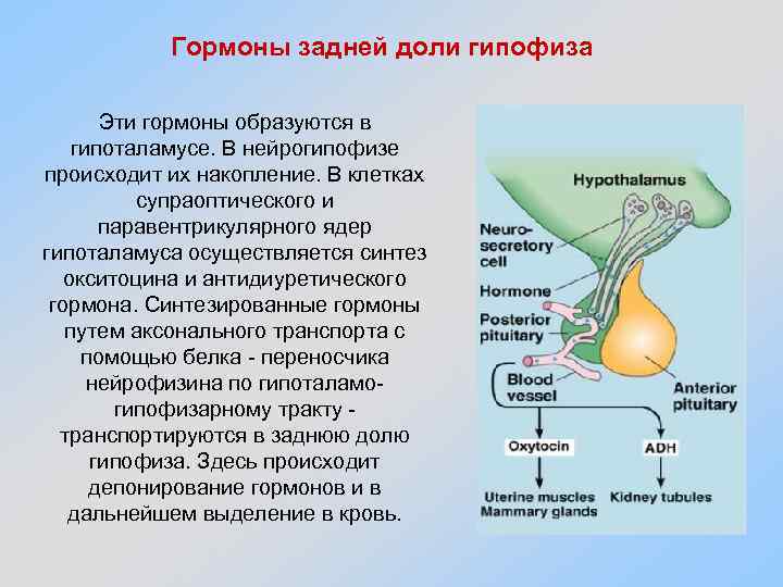 Гипофиз вещества. Гипоталамо-гипофизарная система вырабатывает гормоны. 1.1. Гипоталамо-гипофизарная система. Гормоны задней доли гипоталамуса. Гормоны задней доли гипофиза.