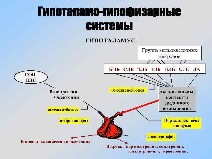 Схема гипоталамо гипофизарно адренокортикотропной системы