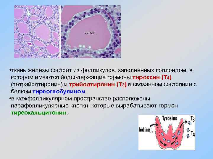 Какие железы вырабатывают тироксин. Коллоид фолликулов щитовидной. Строение фолликула щитовидной железы. Ткань паращитовидной железы гистология.